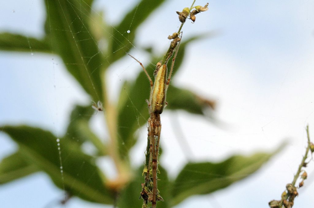 Tetragnatha striata?